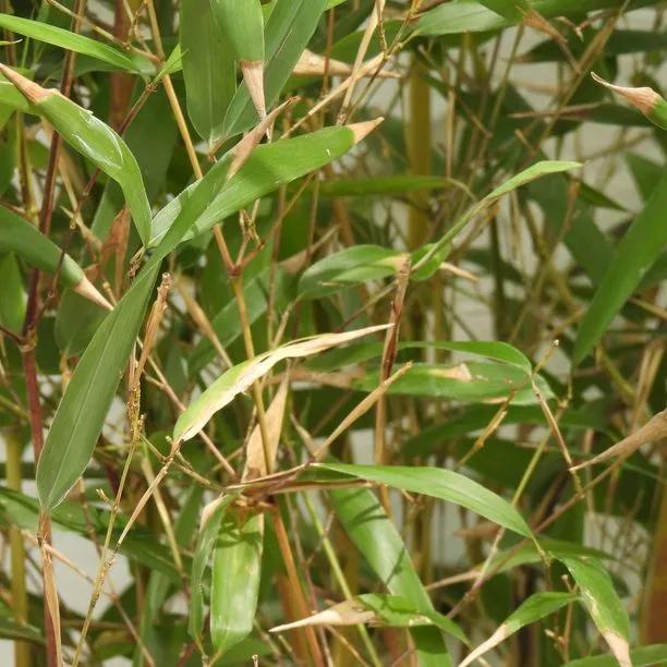Showy Yellow Groove Bamboo (Phyllostachys aureosulcata Spectabilis) Img 1